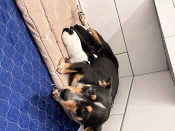Honey -  Australian Cattle Dog Blue Heeler and Australian Shepherd Dog for Adoption in Welling, Oklahoma - Honey | PetCurious