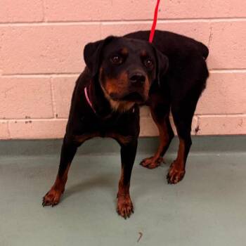 Kimmie -  Mixed Breed Dog for Adoption in Memphis, Tennessee - Kimmie | PetCurious