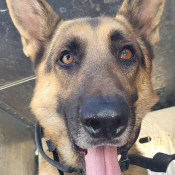 KING -  German Shepherd Dog Dog for Adoption in San Antonio, Texas - KING | PetCurious