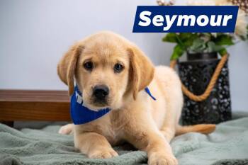 Seymour -  Yellow Labrador Retriever and Golden Retriever Dog for Adoption in Sevierville, Tennessee - Seymour | PetCurious