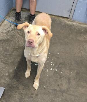 Chicken Nugget -  Labrador Retriever Dog for Adoption in Evansville, Indiana - Chicken Nugget | PetCurious