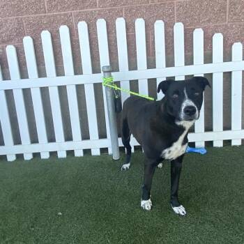 Rescue Border Collie and Labrador Retriever Dogs for Adoption in Modesto, California - LIMA | PetCurious