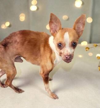Chihuahua Dogs Available for Adoption - Jace  | PetCurious