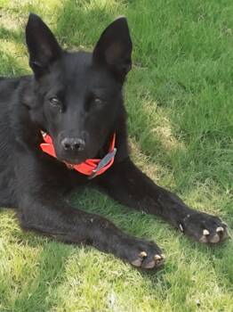 Oliver -  Labrador Retriever and Shepherd Dog for Adoption in Kingman, Arizona - Oliver | PetCurious