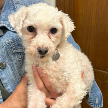 Maltese Dogs Available for Adoption in Hartland, Wisconsin - Alva-Foster Home Needed | PetCurious