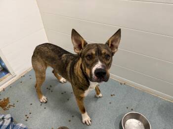Orion -  Shepherd and Pit Bull Terrier Dog for Adoption in Portland, Indiana - Orion | PetCurious