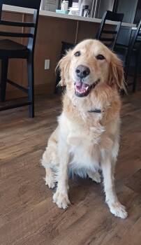 Willow -  Golden Retriever and Standard Poodle Dog for Adoption in Glendale, Arizona - Willow | PetCurious