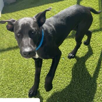 Labrador Retriever Dogs Available for Adoption in Loxahatchee Groves, Florida - DUNCAN 5642 | PetCurious