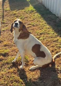 Laurel -  Coonhound Dog for Adoption in Munfordville, Kentucky - Laurel | PetCurious