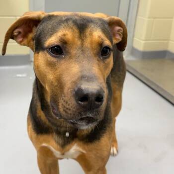 Mixed Breed Dogs Available for Adoption - 02/24/2026-Stray-PyeAvenue | PetCurious