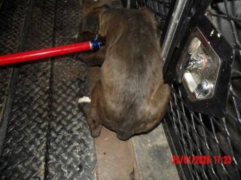 Mixed Breed Dogs Available for Adoption - Fozzie | PetCurious