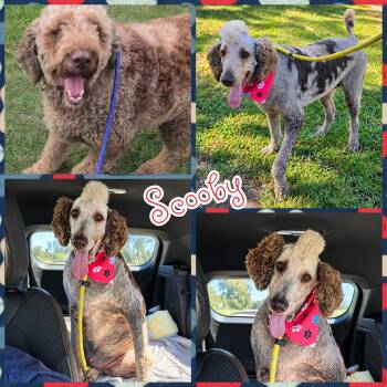Scooby -  Aussiedoodle Dog for Adoption in Blacksburg, South Carolina - Scooby | PetCurious