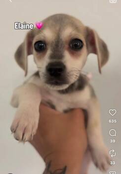 Elaine -  Chihuahua and Beagle Dog for Adoption in Ventura, California - Elaine | PetCurious