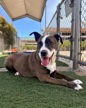 Pit Bull Terrier Dogs Available for Adoption in Chula Vista, California - JELLYBEAN | PetCurious