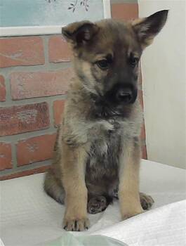 Belgian Shepherd Malinois Dogs Available for Adoption - A2066011 | PetCurious