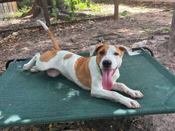 Shams -  Mixed Breed Dog for Adoption in Sudbury, Massachusetts - Shams | PetCurious