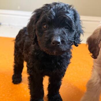 Standard Poodle and Labrador Retriever Dogs Available for Adoption in Dayton, Ohio - Minnie | PetCurious