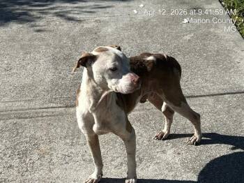 Mixed Breed Dogs Available for Adoption in Ocala, Florida - BITTERS | PetCurious