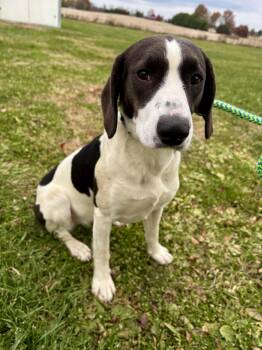 Rescue Coonhound Dogs for Adoption in Wooster, Ohio - Tick | PetCurious