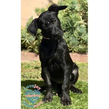 Tic COH -  Labrador Retriever Dog for Adoption in Inglewood, California - Tic COH | PetCurious