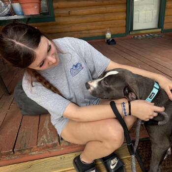 Rescue American Staffordshire Terrier and Shar Pei Dogs for Adoption in San Antonio, Texas - Dax | PetCurious