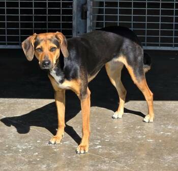 Mixed Breed Dogs Available for Adoption - Brownie | PetCurious