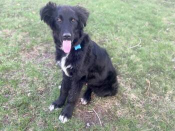 Retriever and Mixed Breed Dogs Available for Adoption in Minneapolis, Minnesota - Maverick  | PetCurious