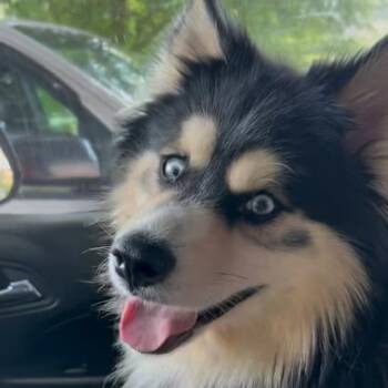 Denali -  Husky and Pomeranian Dog for Adoption in Rockville, Maryland - Denali | PetCurious