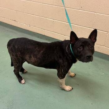 Mixed Breed Dogs Available for Adoption in Memphis, Tennessee - Dr. Alexander Bravestone | PetCurious
