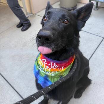 Kuro -  German Shepherd Dog Dog for Adoption in Chicago, Illinois - Kuro | PetCurious