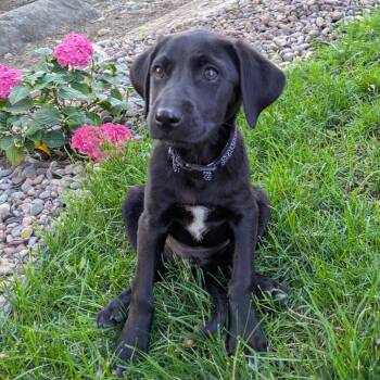 Acadia -  Pointer and Mixed Breed Dog for Adoption in Rochester, Minnesota - Acadia | PetCurious