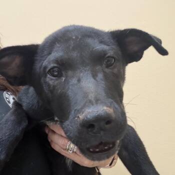 Titan -  German Shorthaired Pointer Dog for Adoption in Midland, Texas - Titan | PetCurious