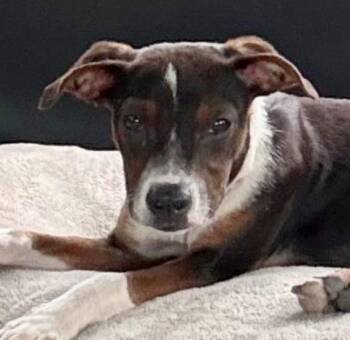 Boyfriend (AO37342) -  Terrier Dog for Adoption in Kansas City, Kansas - Boyfriend (AO37342) | PetCurious