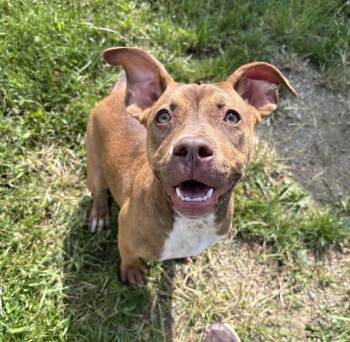 GENESIS -  Labrador Retriever and Mixed Breed Dog for Adoption in Kalamazoo, Michigan - GENESIS | PetCurious