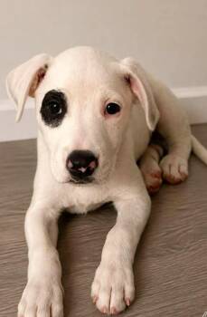 Petey Garner -  Labrador Retriever and Hound Dog for Adoption in El Dorado, Arkansas - Petey Garner | PetCurious