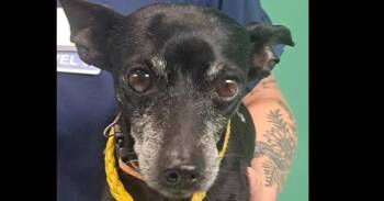 Lil Boy -  Miniature Pinscher Dog for Adoption in La Grange Park, Illinois - Lil Boy | PetCurious