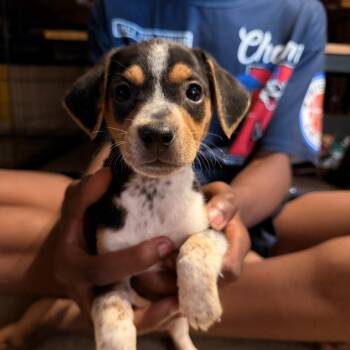 HUCKLE -  Chiweenie Dog for Adoption in Fosters, Alabama - HUCKLE | PetCurious