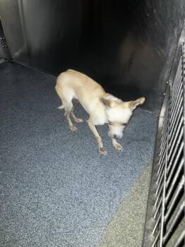 EVA -  Chihuahua Dog for Adoption in Dallas, Texas - EVA | PetCurious