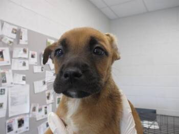 FANCY -  Black Mouth Cur Dog for Adoption in Ocala, Florida - FANCY | PetCurious
