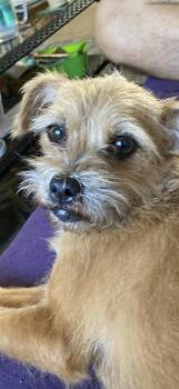 Maltese and Chihuahua Dogs Available for Adoption - Franki | PetCurious