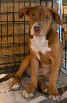 Felony Flo -  Labrador Retriever and Catahoula Leopard Dog Dog for Adoption in El Dorado, Arkansas - Felony Flo | PetCurious