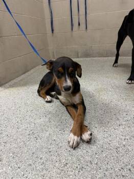 A430008 -  Hound and Mixed Breed Dog for Adoption in Conroe, Texas - A430008 | PetCurious