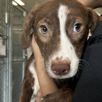 Mixed Breed Dogs Available for Adoption in West Chester, Pennsylvania - Buttercup | PetCurious