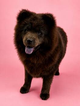 Crab Ragoon -  Chow Chow Dog for Adoption in Palo Alto, California - Crab Ragoon | PetCurious