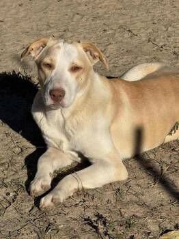 Rescue Carolina Dog and Black Mouth Cur Dogs for Adoption in Syracuse, New York - Cloud | PetCurious