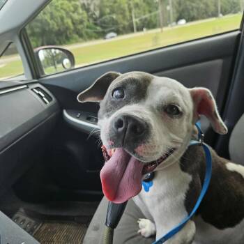 Rescue Pit Bull Terrier Dogs for Adoption in Savannah, Georgia - Celia Mae | PetCurious