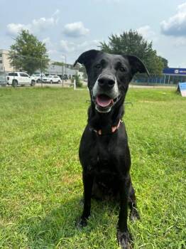 Paint Me Pretty -  Labrador Retriever Dog for Adoption in Richmond, Virginia - Paint Me Pretty | PetCurious