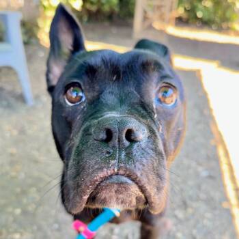 Cubby -  American Bulldog Dog for Adoption in Oakland, California - Cubby | PetCurious