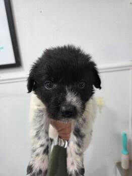 Manchester Terrier Dogs Available for Adoption in Brookings, Oregon - Monk | PetCurious