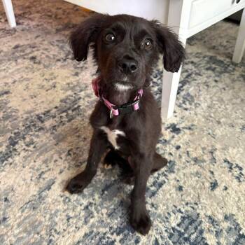 Shadow -  Boykin Spaniel and Labrador Retriever Dog for Adoption in Fountain Hill, Pennsylvania - Shadow | PetCurious